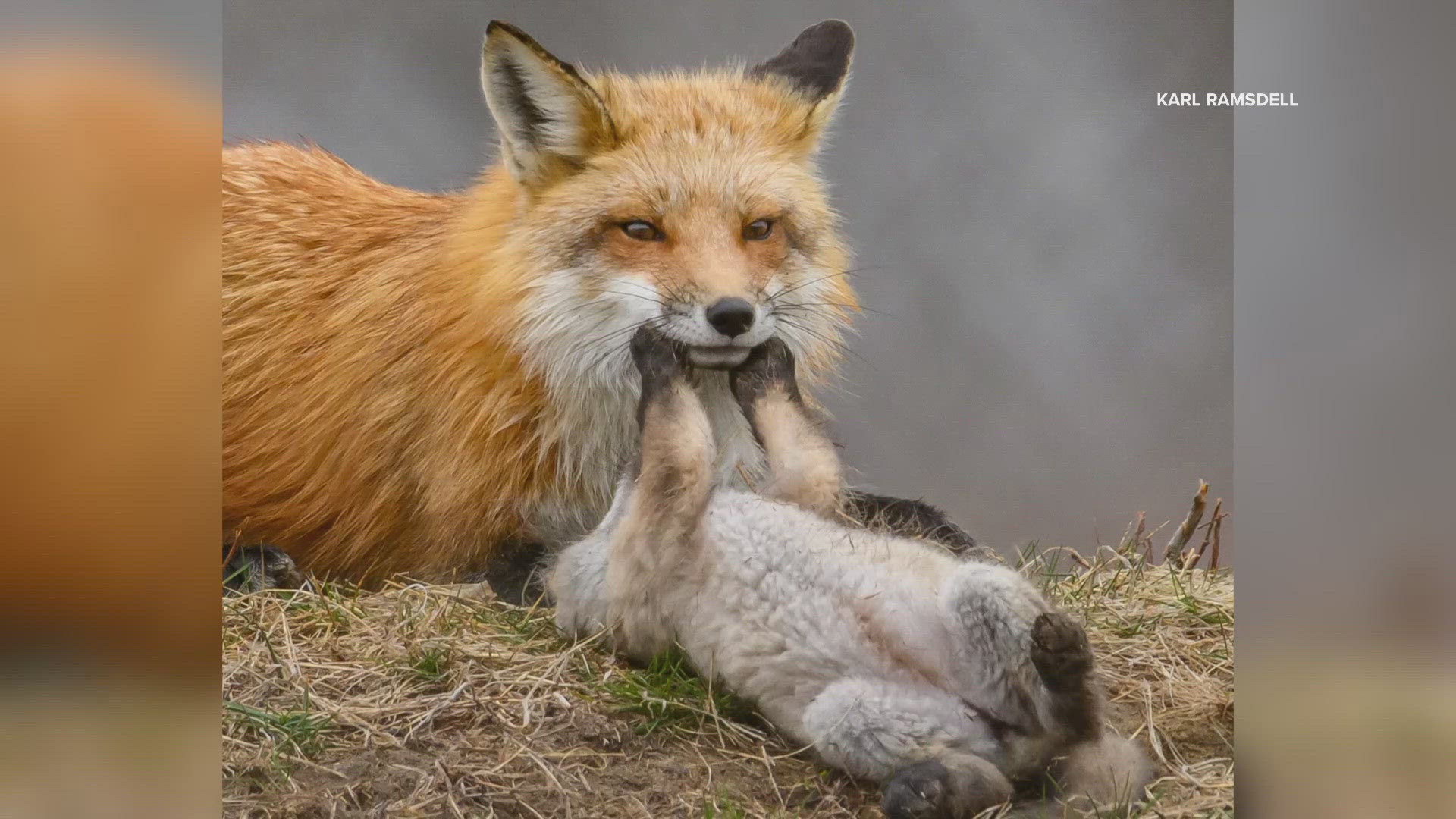 Wildlife Photographer Karl Ramsdell spends most days outdoors, capturing stunning images of animals in their habitats.