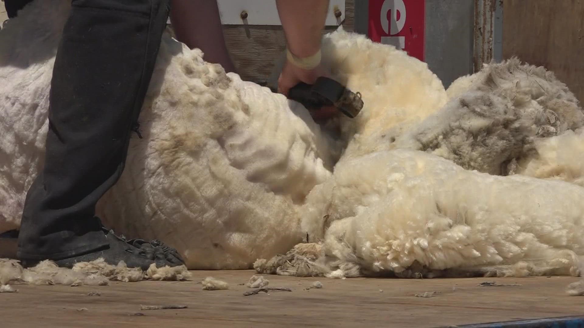 The event brought in sheep shearers from across the country in an effort to raise money for Cancer Care of Maine.