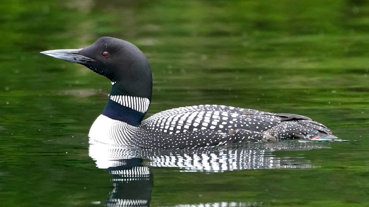 Maine loons could be forced to migrate farther north due to climate change