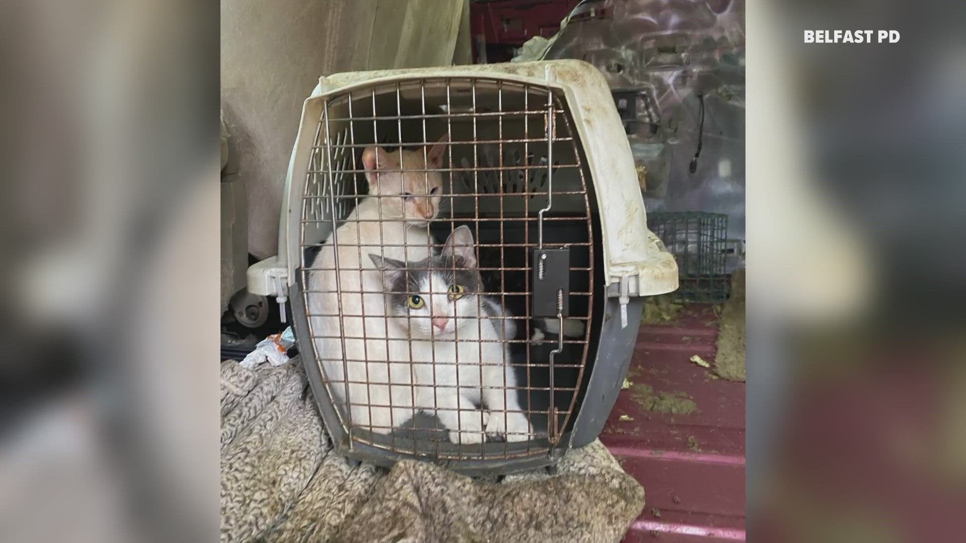 Police said 13 animals were seized during an investigation.