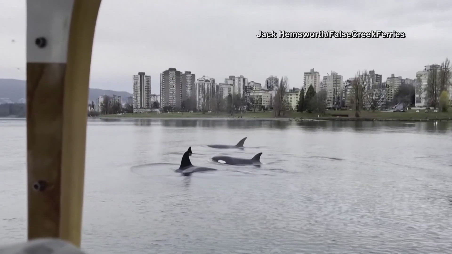 The pod of "killer whales" was identified as a mother and three little ones, which aren't so little. They aren't typically seen this close to Vancouver's coastline.