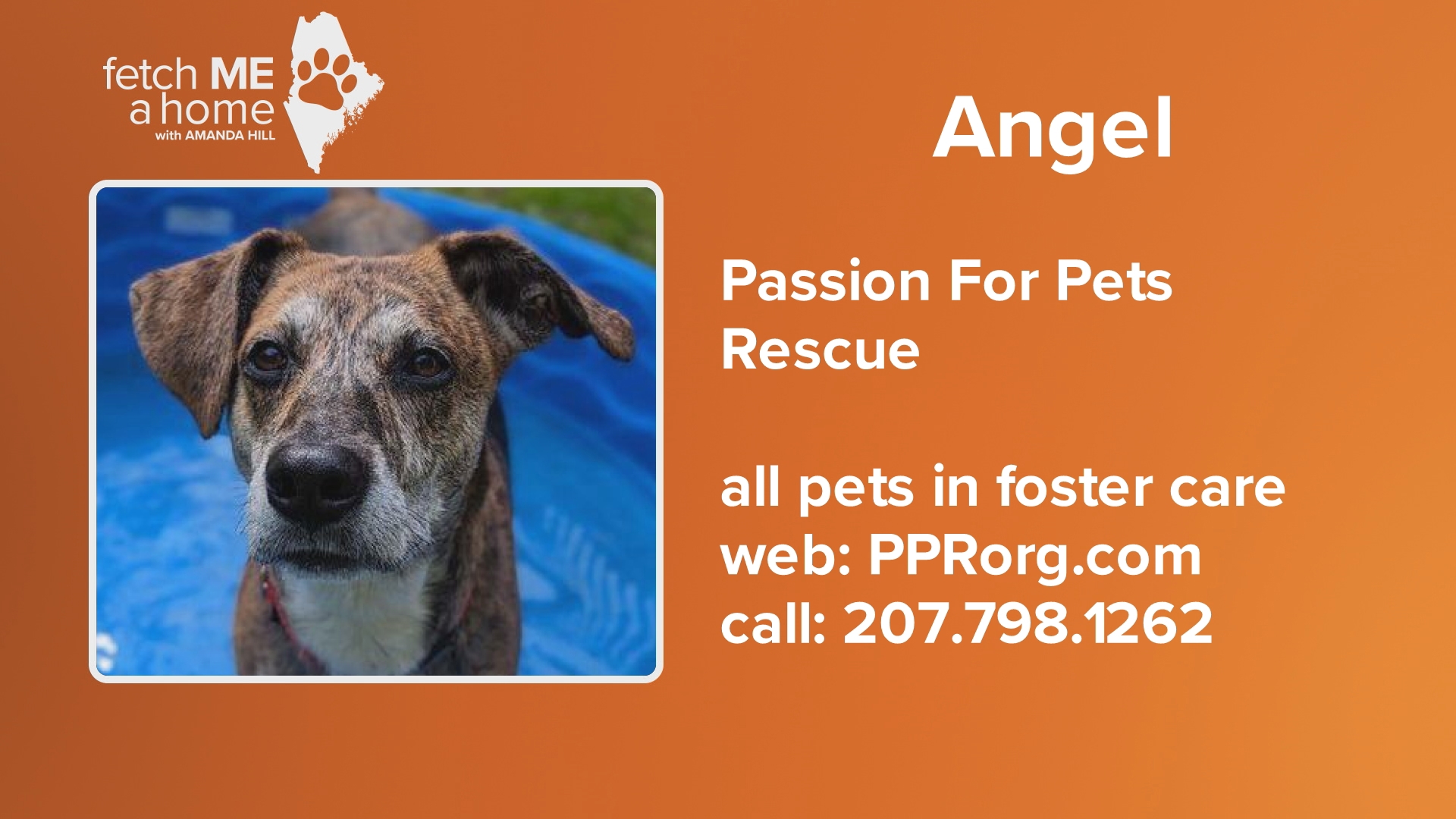 Angel is a 6-year-old girl who has been in foster care for about a year through Passion For Pets Rescue Organization.