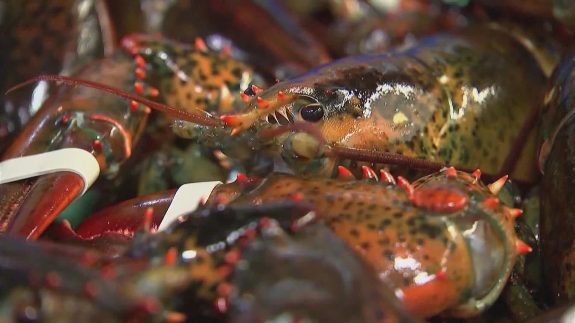 Maine lobster on menu for state dinner at White House