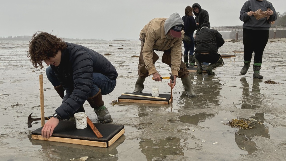 Maine researchers use clam-collecting boxes to combat 85% decline in soft-shell clams
