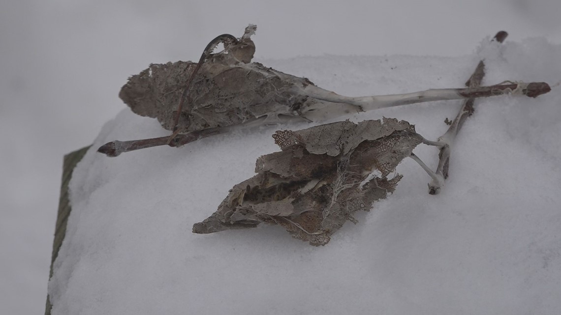 Ways to reduce browntail moth risks in the winter months - Vimarsana News