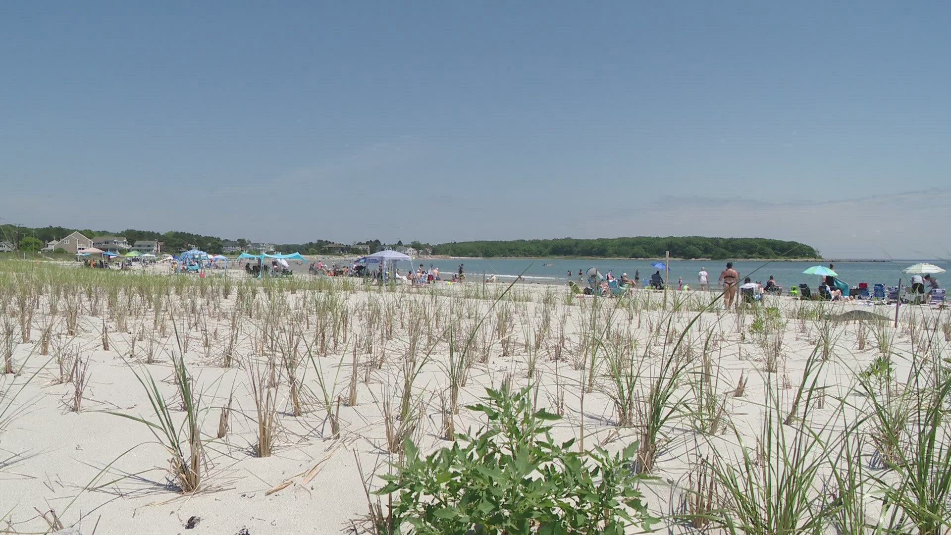 Piping plovers have made a dramatic comeback. 