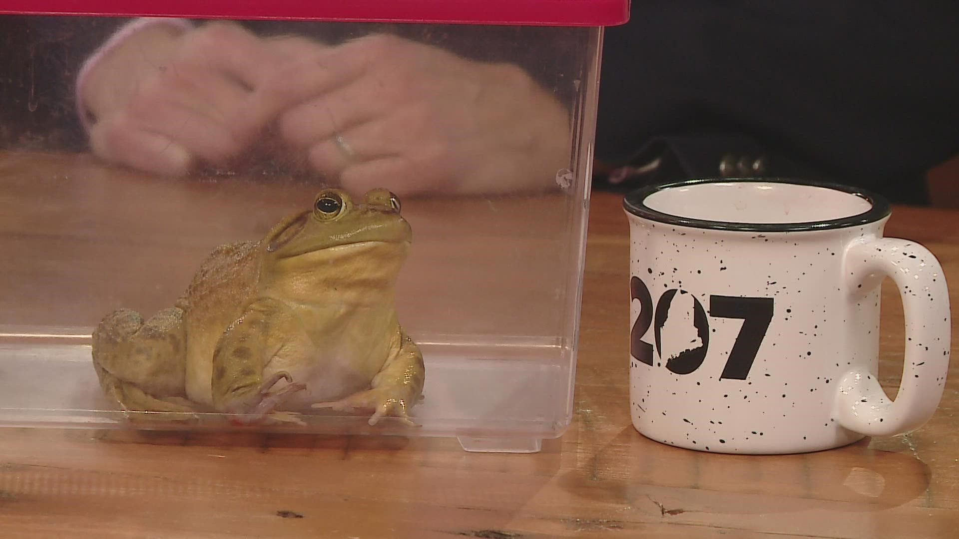 Mr. Drew stops by 207 with some of his animals to teach how to properly handle amphibians found in Maine, and why you shouldn’t be picking them up.
