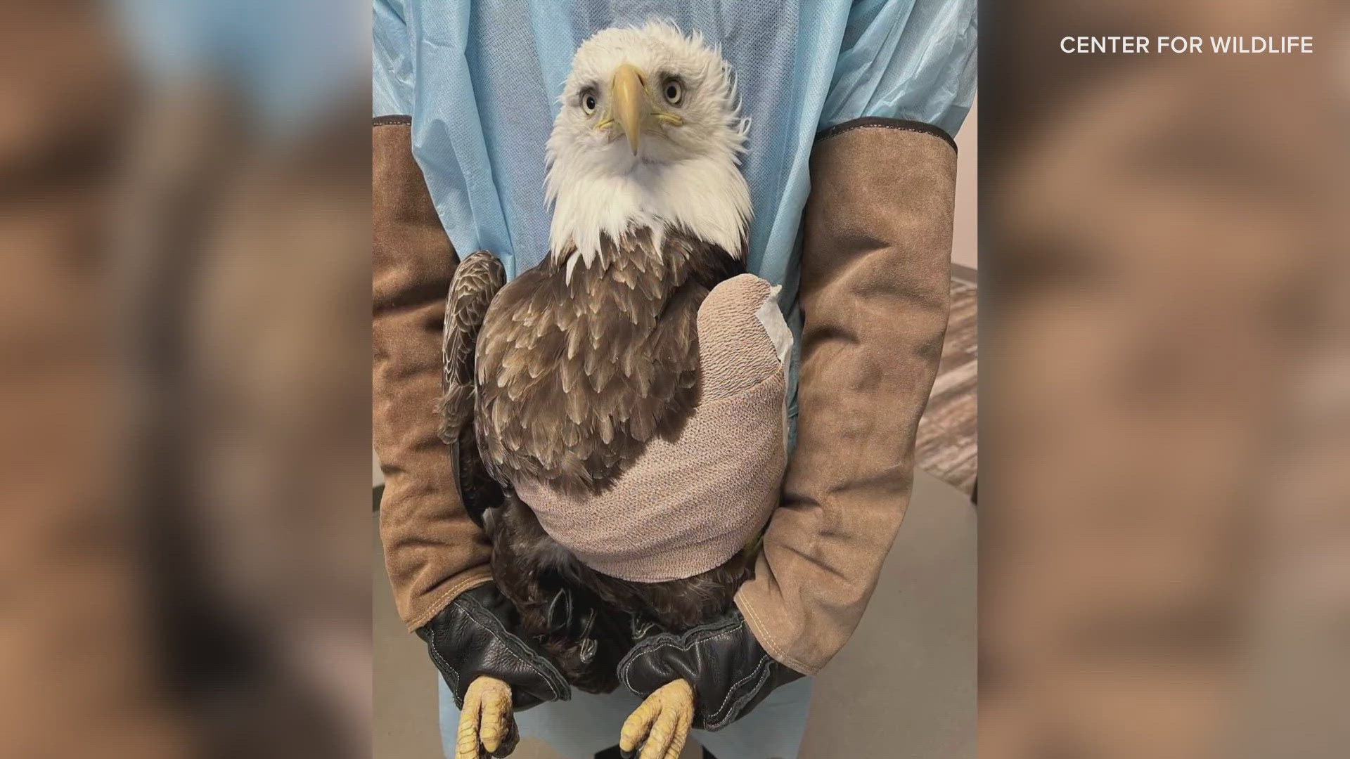 The Center for Wildlife in Cape Neddick performed surgery on the 5-year-old bird whose wing broke after being hit on the highway.