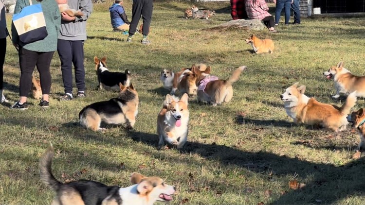 Corgis come out to play at 2nd annual Corgi Fest