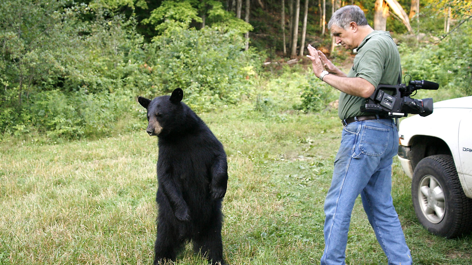 Ben Kilham has spent decades researching bear intelligence and rehabilitating orphaned black bears in N.H. When cubs are ready, it takes a team to set them free.