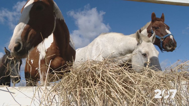 Three Maine mustangs, part of 'The Neglected 20' herd, return to the wild