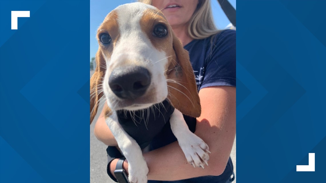 The last 100 of the beagle rescues arrive to Maine | newscentermaine.com