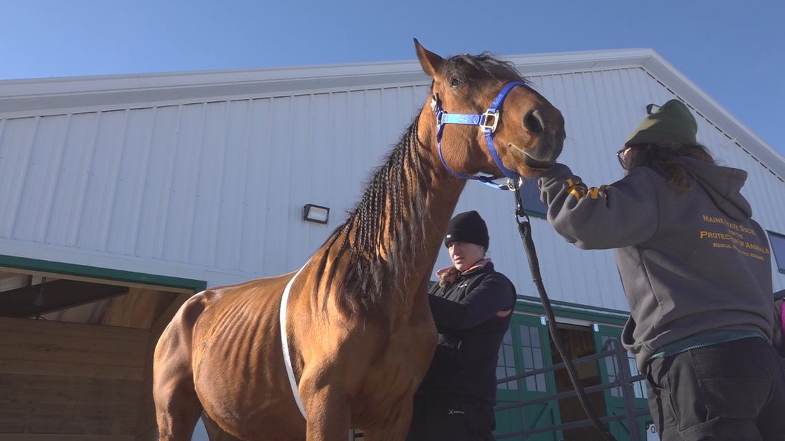 'They can start to relax and feel like real horses again': Neglected horses begin road to recovery in Maine