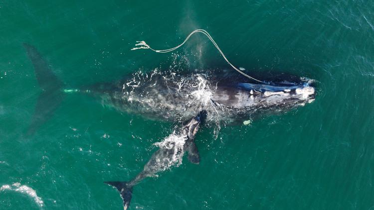 Regulators can expect pushback at new slowdown requirements for whales