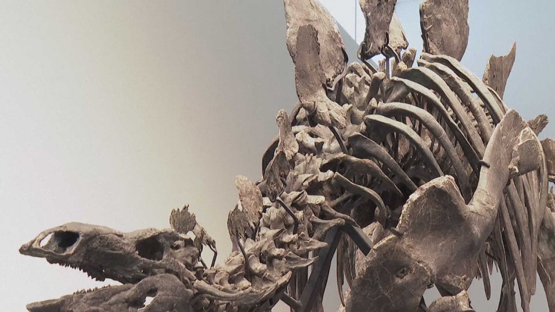 Stegosaurus fossil called 'Apex' sells for $44.6 million at