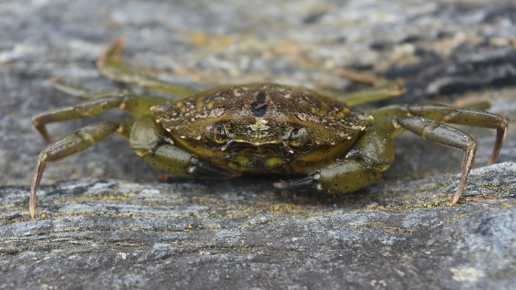 Green crabs are thriving, but soft-shell clams are at risk in warming ocean waters