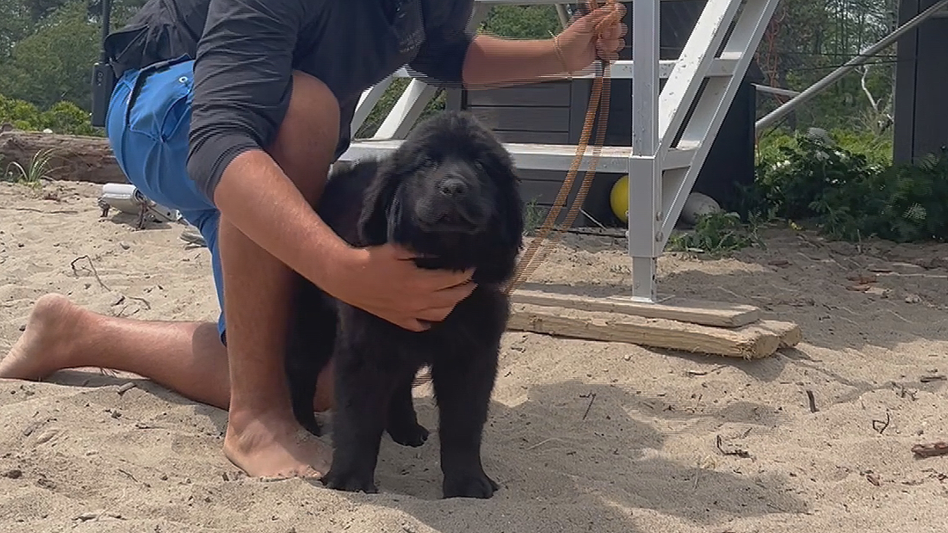 Two dogs have been manning the lifeguard post for a couple of years. The team is now adding 11-week-old Bell to the roster.