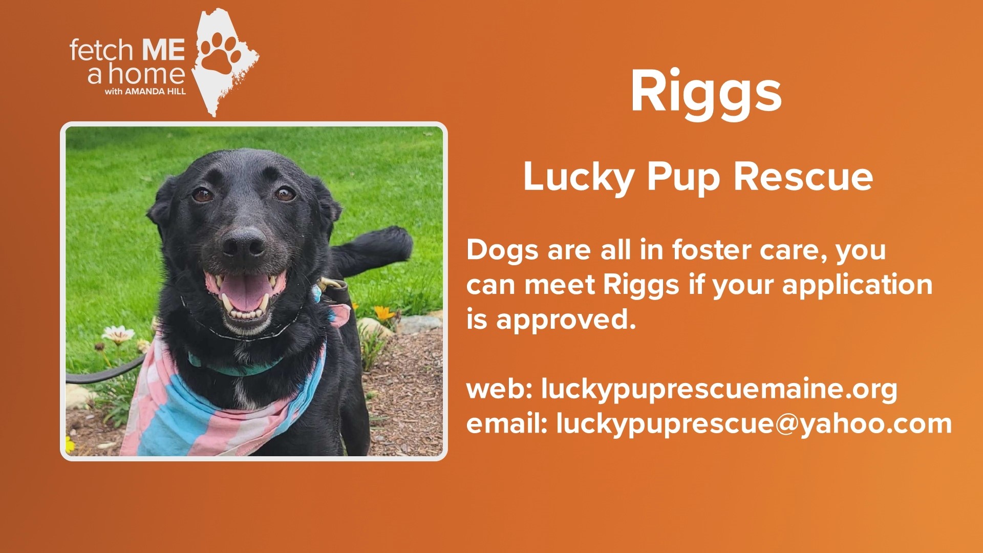 Riggs is a 7-year-old lab mix looking for his forever home. He loves other dogs and people.