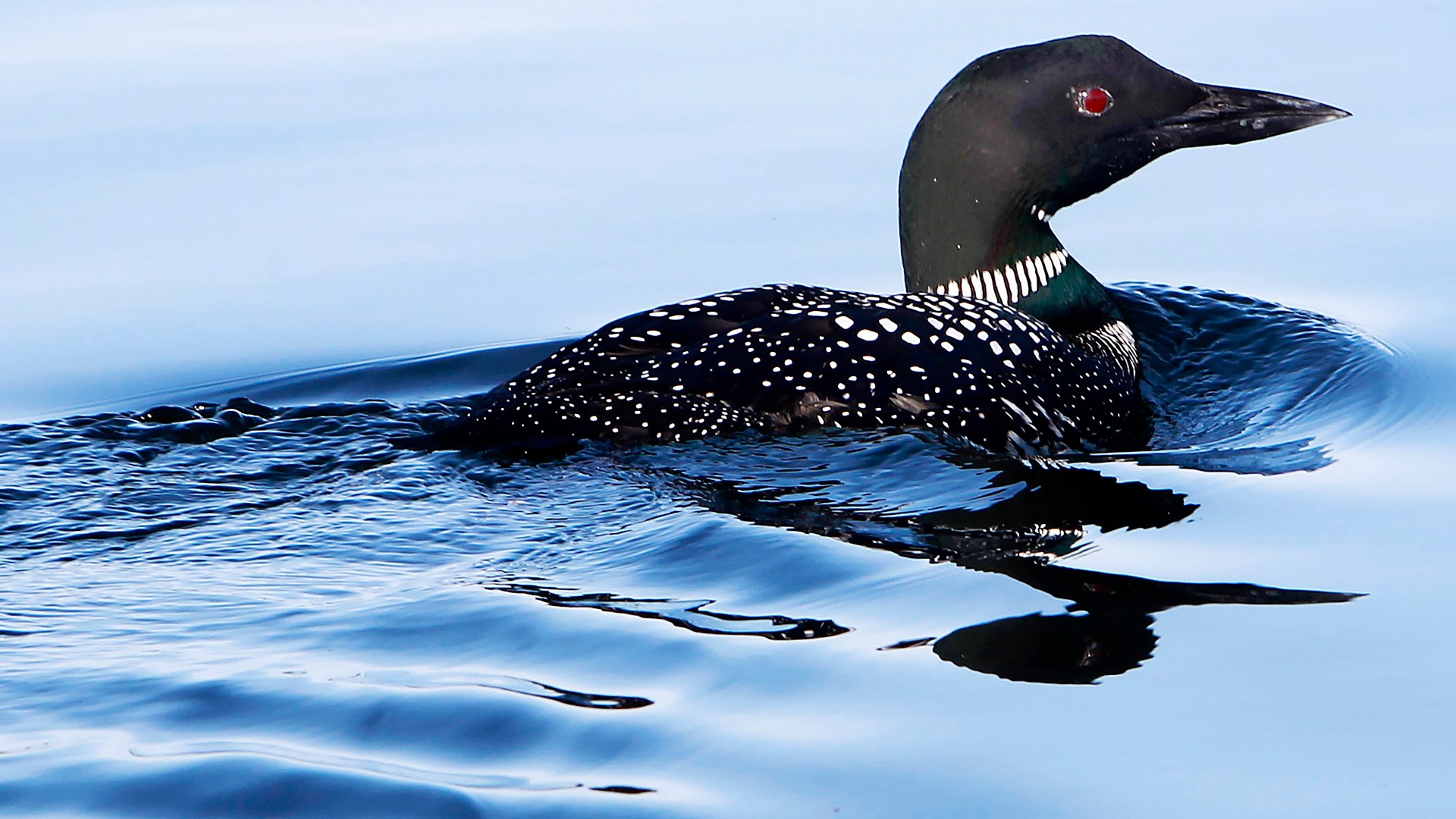 Lead fishing tackles are the second leading cause of death for loons in Maine, according to the Maine Department of Inland Fisheries and Wildlife.