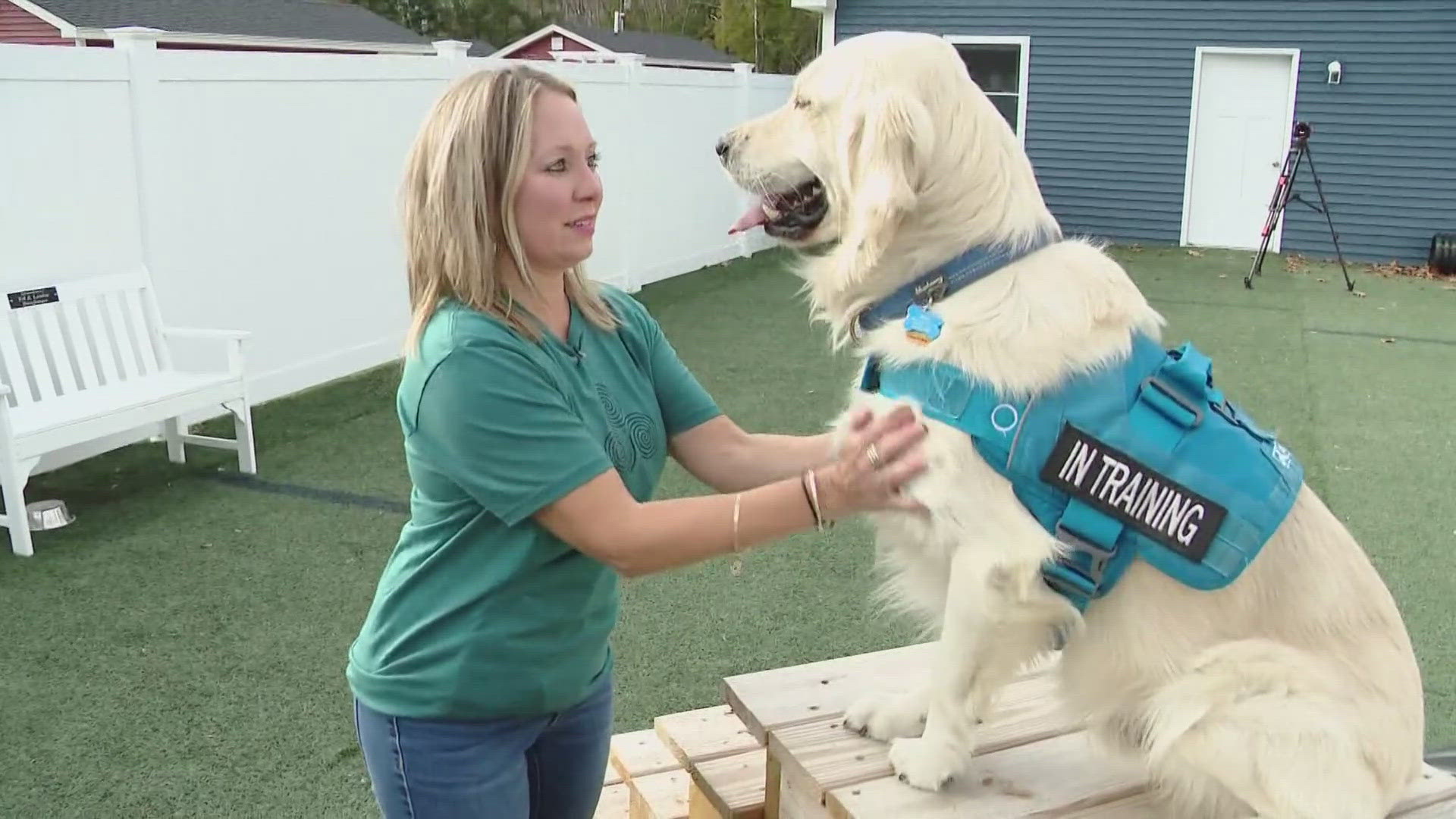 Boss the therapy dog is training to help ease the anxiety of survivors of abuse.