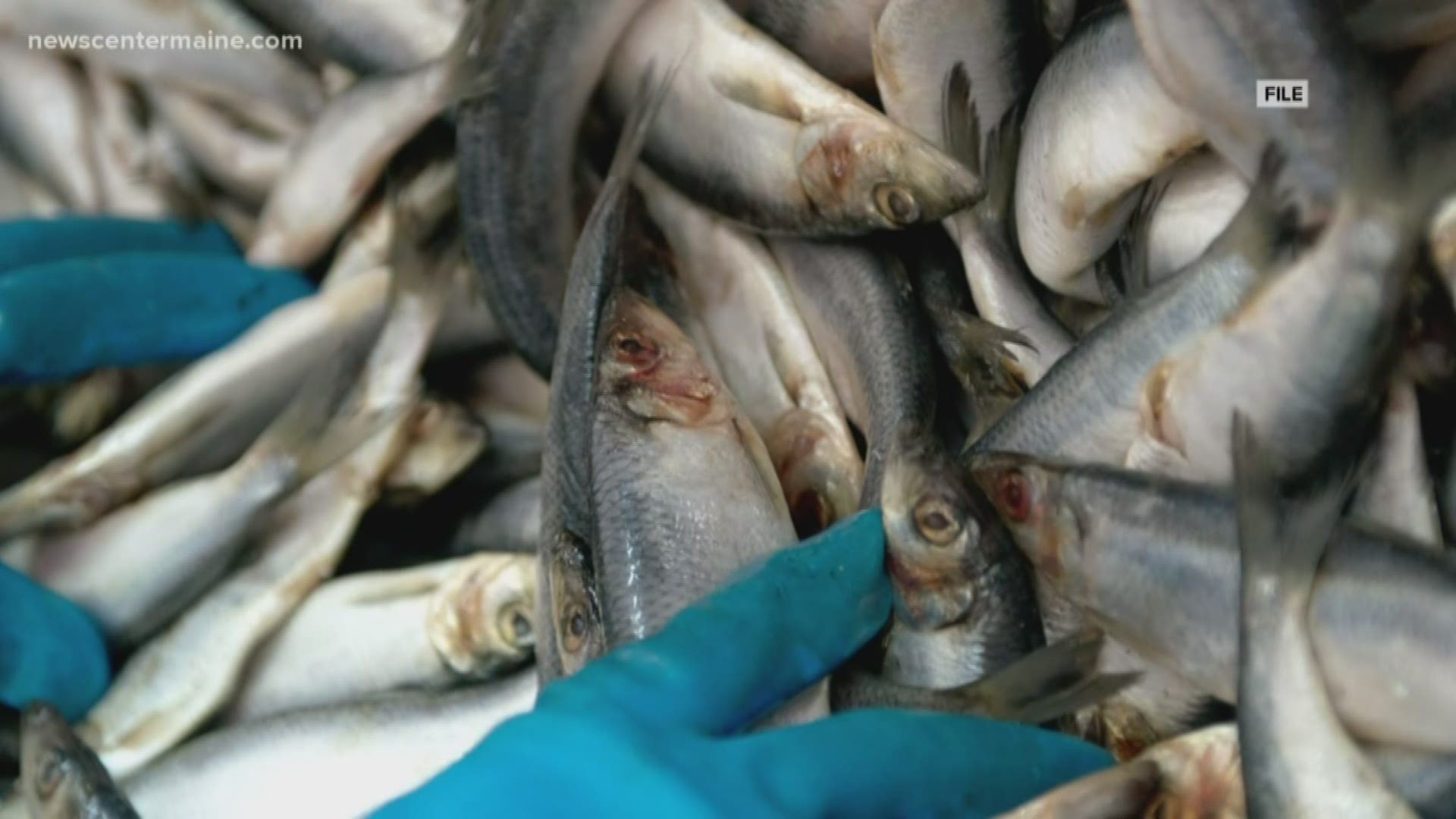 NOAA is looking for feedback on a plan to reduce the east coast limit on herring fishing.