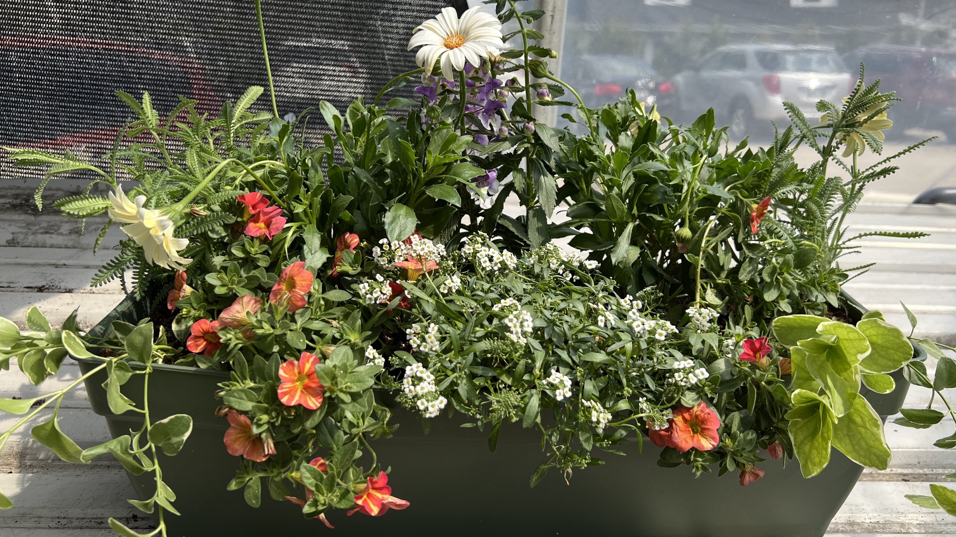 Gardening with Gutner learns all the tricks to creating beautiful window boxes and containers.