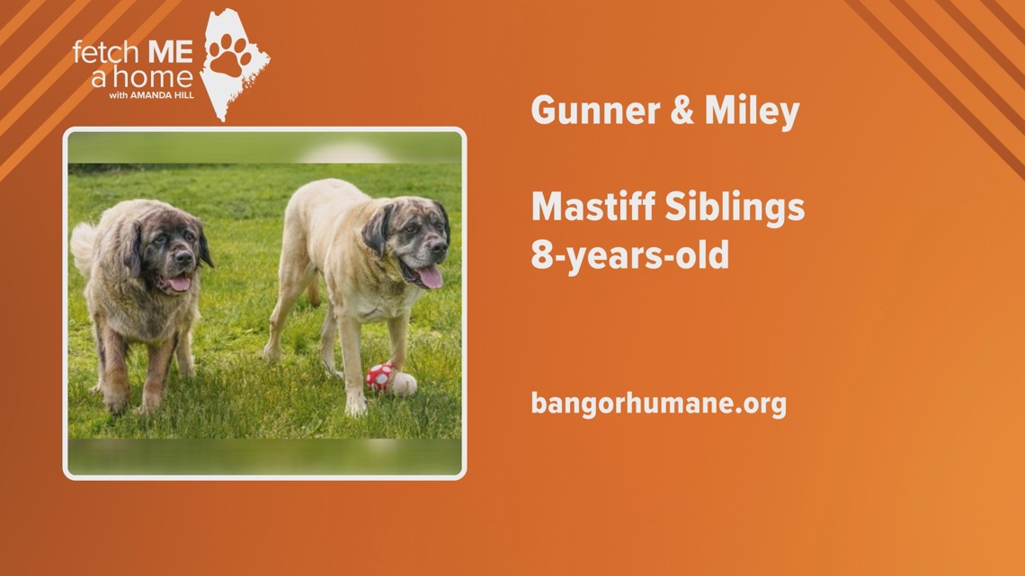 Fetch ME a Home: Mastiff siblings looking for the same forever home
