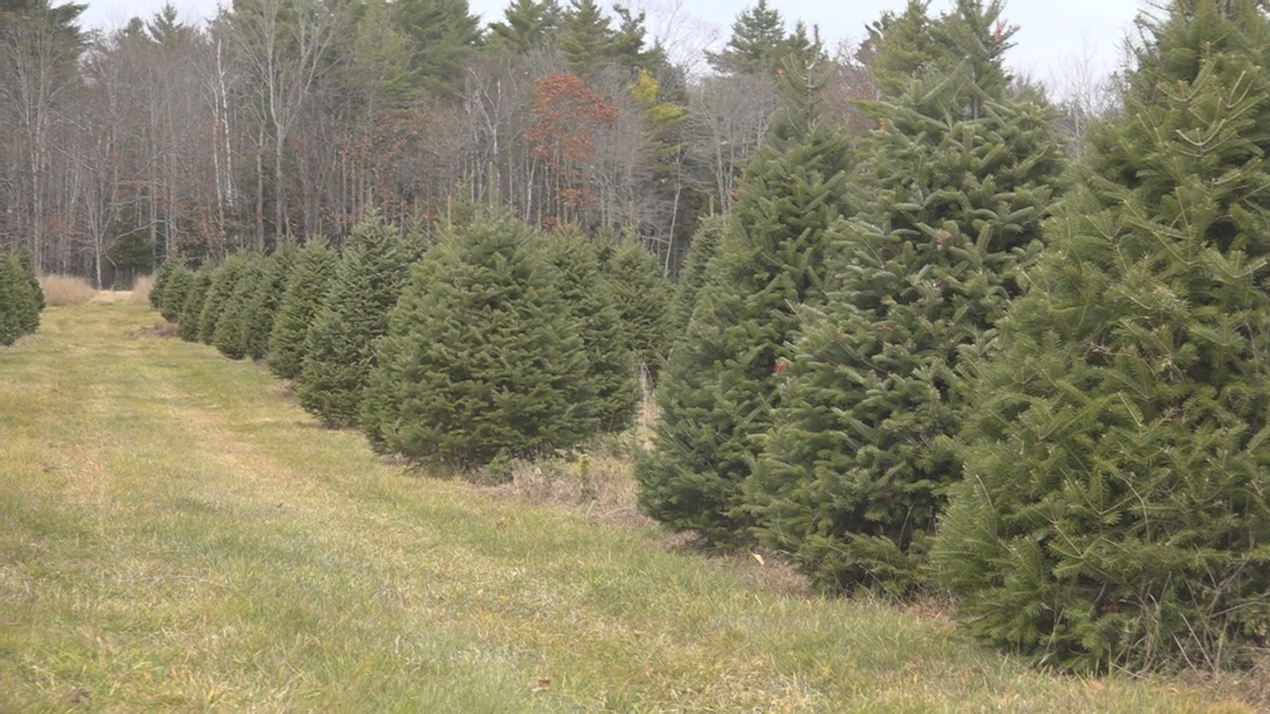 Maine celebrates Christmas Tree Day as local farms gear up for the season