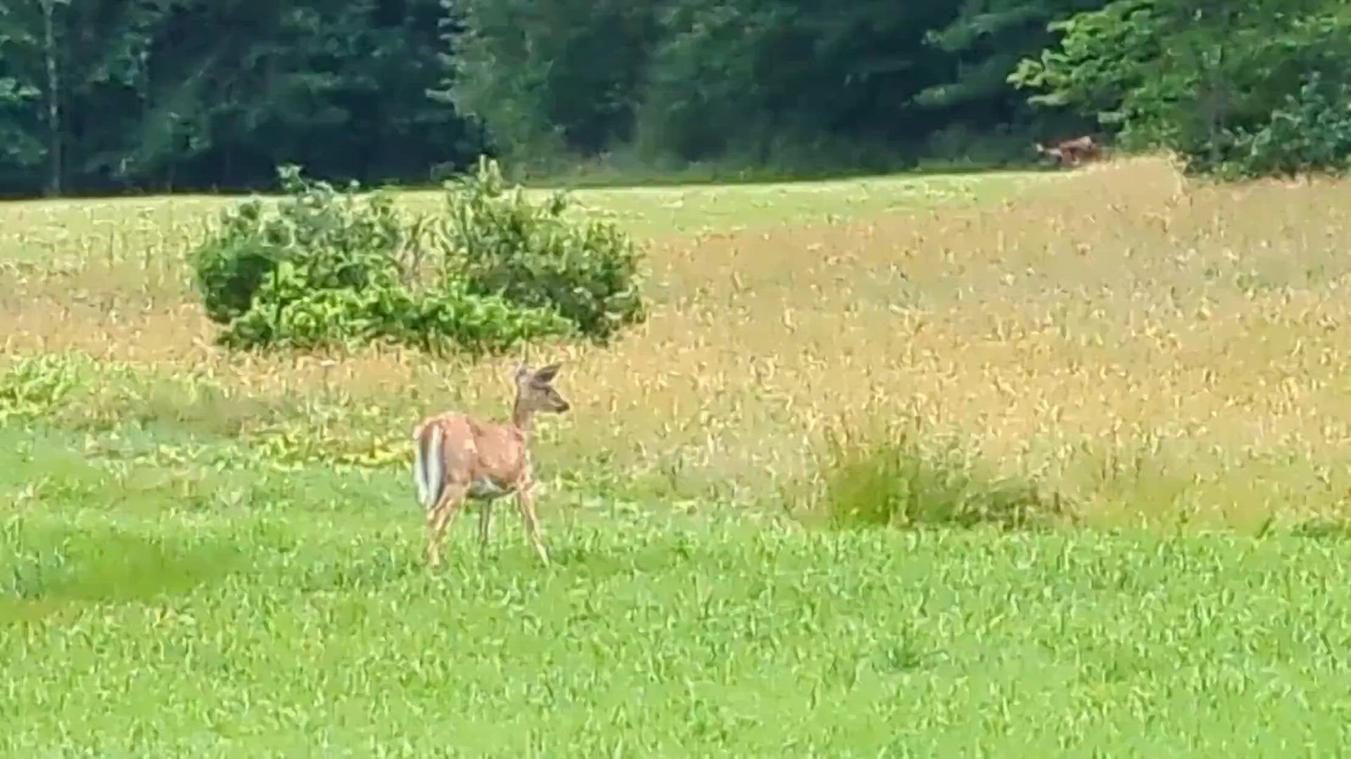 Deer Zoomies | newscentermaine.com