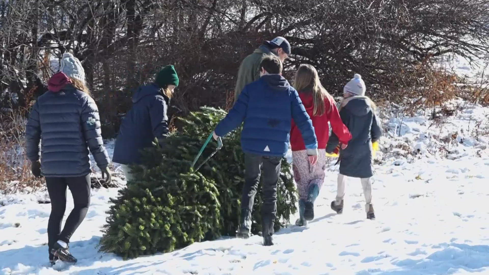 The Friday after Thanksgiving typically marks the unofficial start of the Christmas tree season. This year, that means less than a month to get the centerpiece.