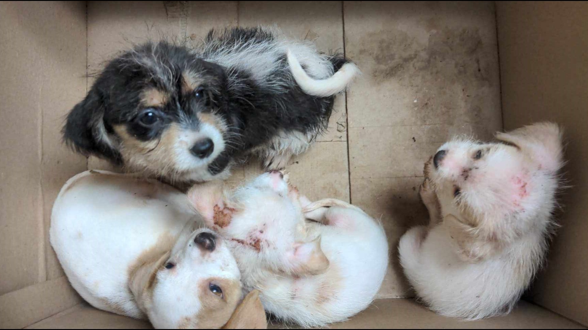 Buxton police seek information about 4 abandoned puppies
