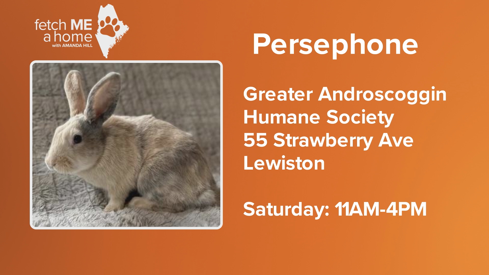 Persephone and her siblings are all looking for forever homes. You'll find them at the Greater Androscoggin Humane Society in Lewiston.