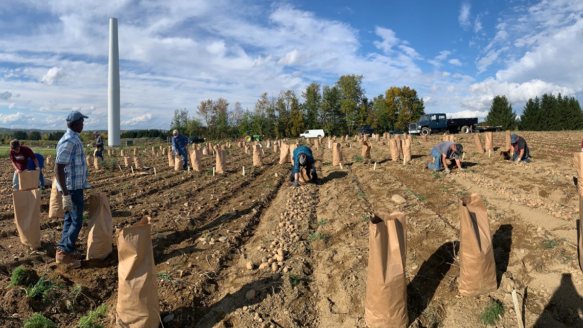 A look at the UMaine Agricultural Research and Development Farm - Vimarsana News