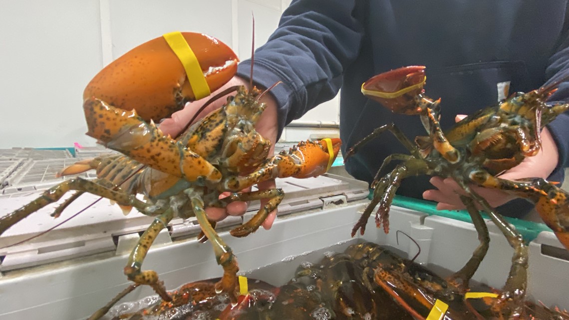 ME lobster brought in less money in 2022 than in 2021 - Vimarsana News