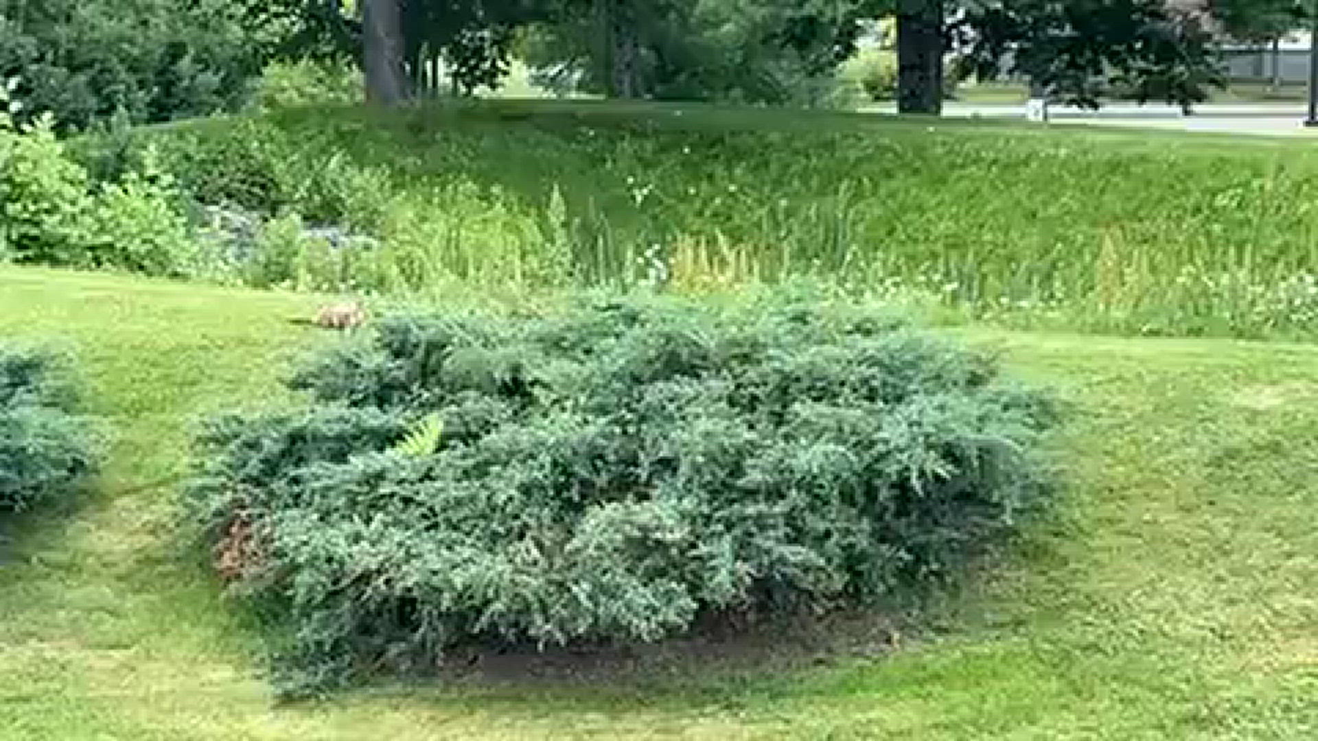 Groundhog near Bangor Walmart | newscentermaine.com