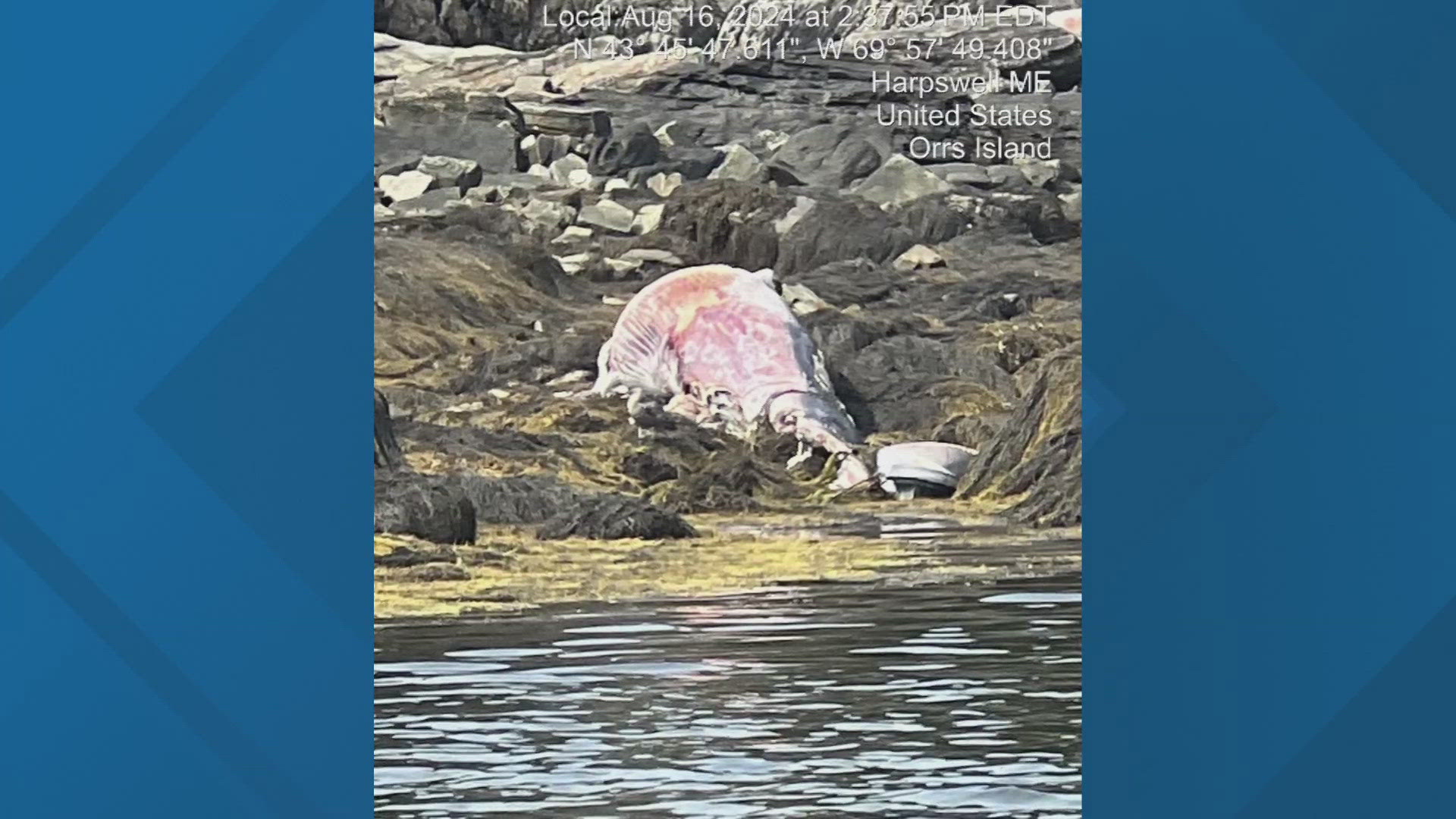 The minke is the second whale to wash ashore in the town of Harpswell and at least the fourth dead whale the state has seen this year.