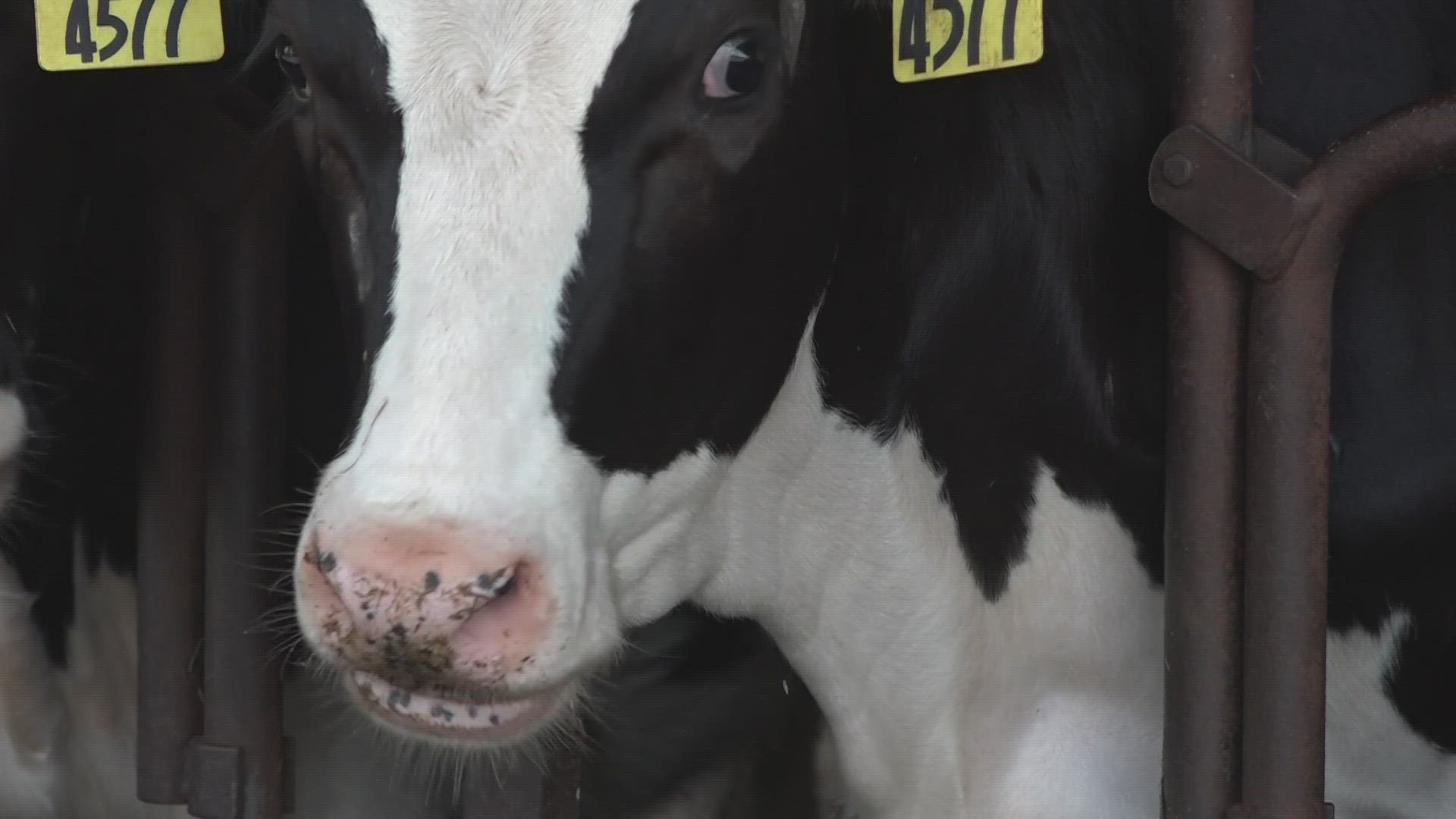 Open Farm Day gives the community a chance to see where their food comes from and learn more about farm operations.