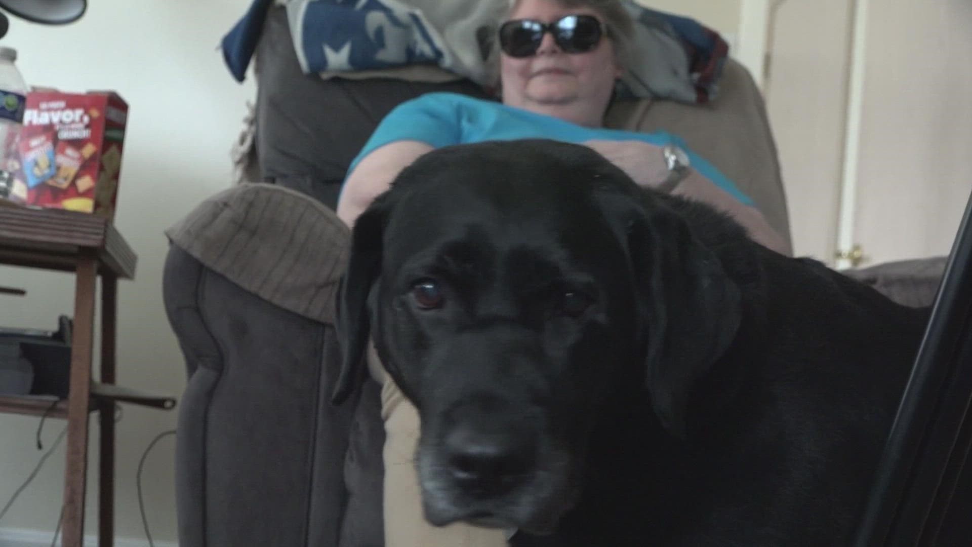 A local nonprofit, Guiding Eyes For The Blind,  is giving the visually impaired a life of independence.