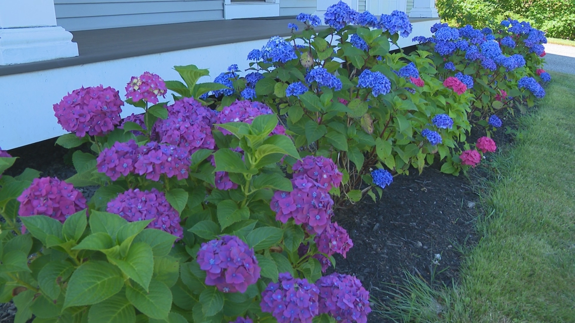 Todd gets landscaping | Gardening with Gutner