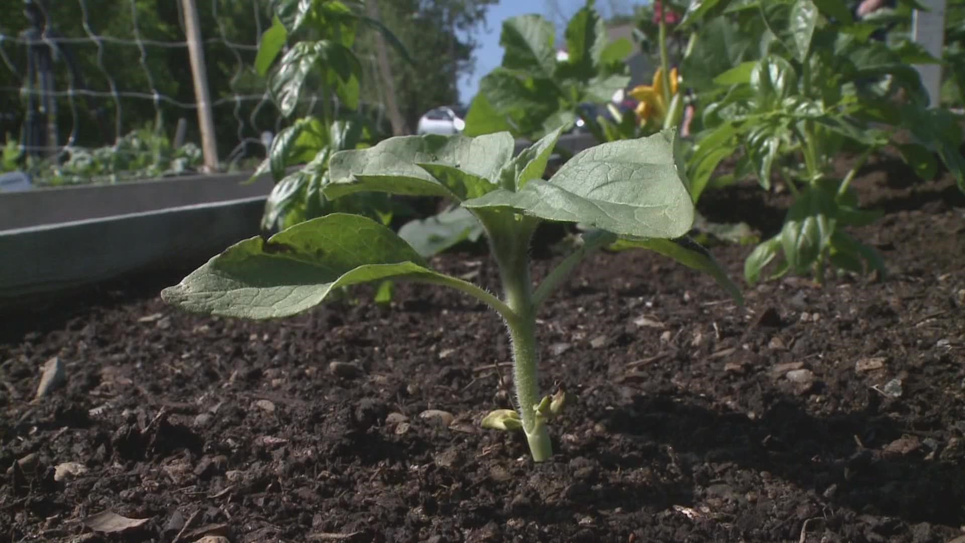 A new community garden on the west end of South Portland is growing all sorts of fresh and organic produce, herbs, fruits, and veggies.