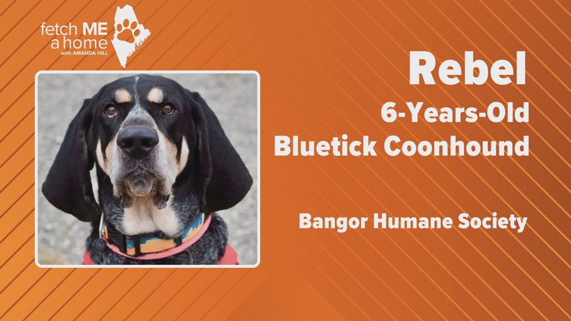 Fetch ME a Home: Rebel