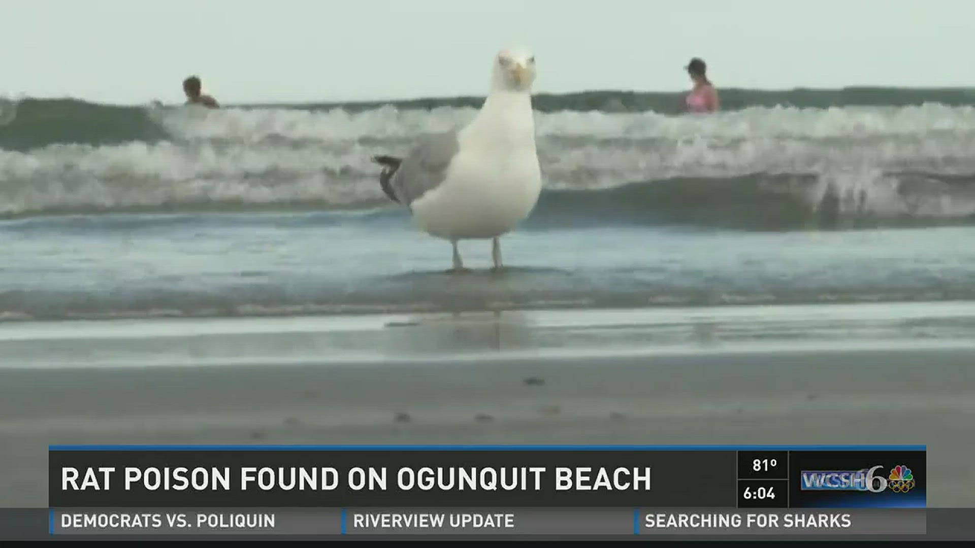 Rat poison found on Ogunquit Beach