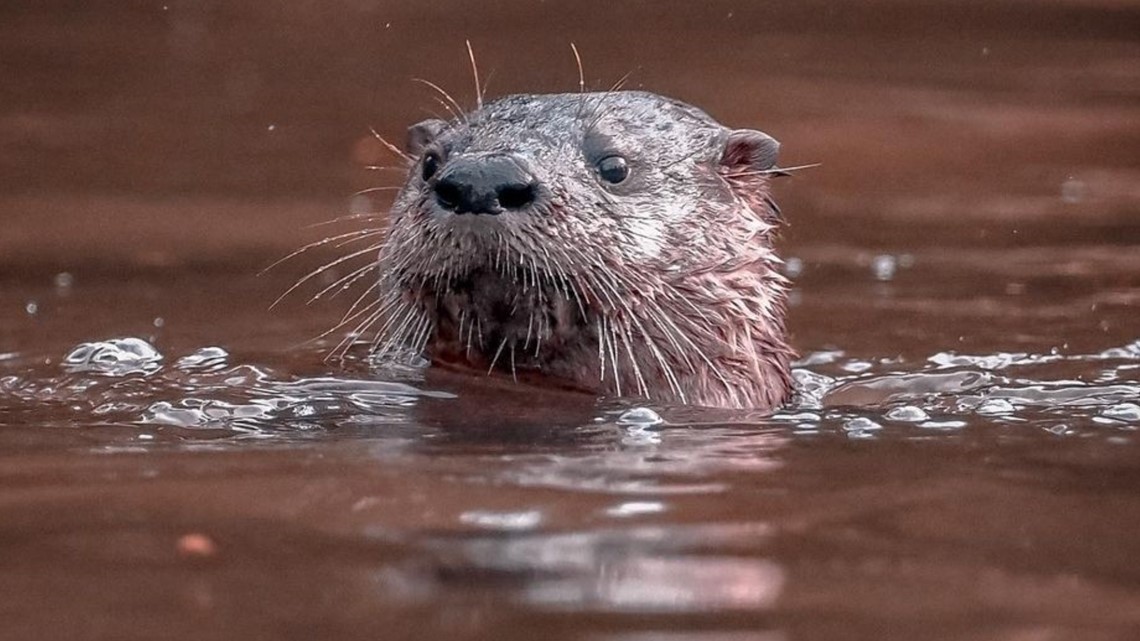 Watch Adorable Otters In Portland