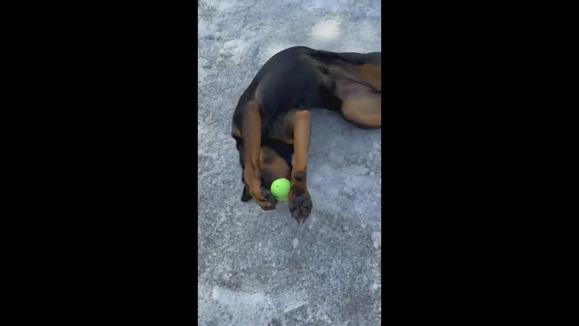 She loves to play with this certain ball. Rolls on her back and plays catch.  Might drop it for me to chase.
Credit: Lisa