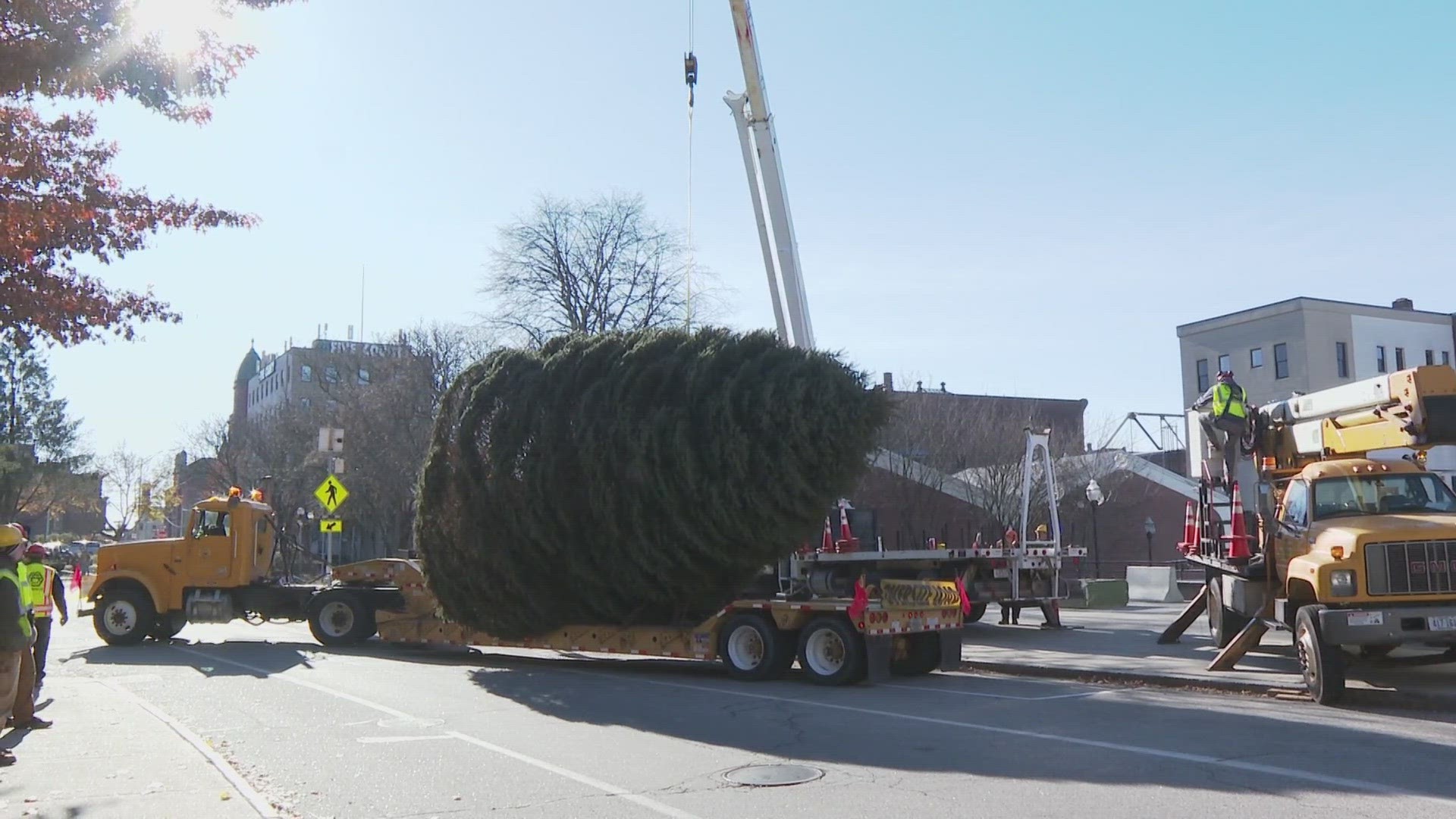 The 25-foot spruce will be decorated with lights prior to Lewiston’s Holiday at the Plaza event on Dec. 2.