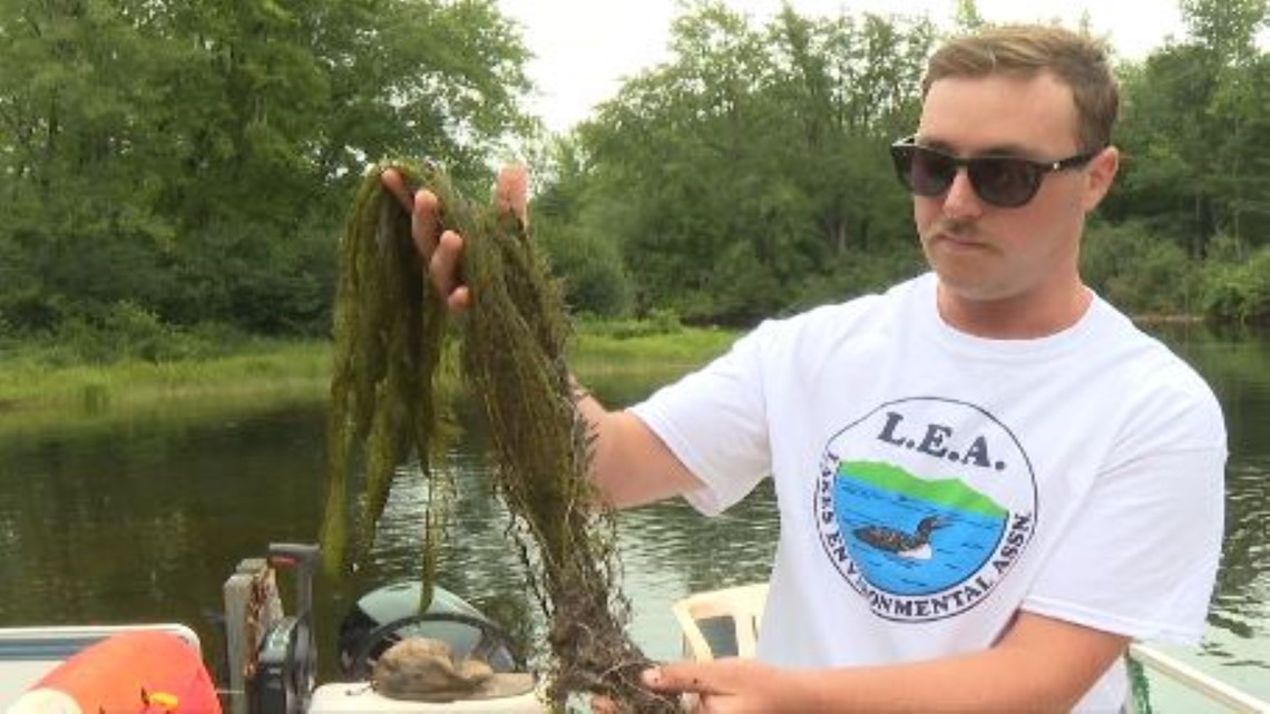 Divers continue to remove milfoil by hand in Sebago Lake region - Vimarsana News