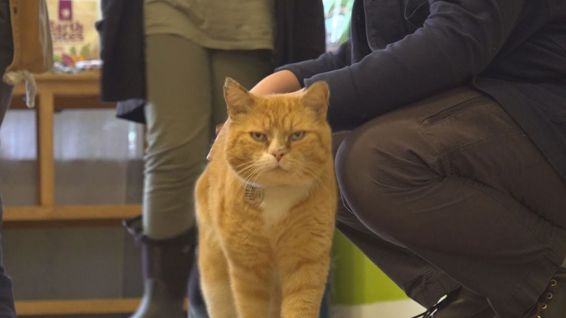 Meet Bath's unofficial mayor, a cat named Sunshine Larry
