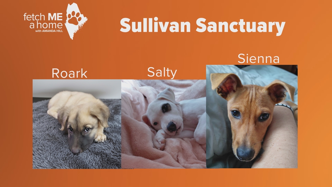 Fetch ME A Home | Puppies from Puerto Rico