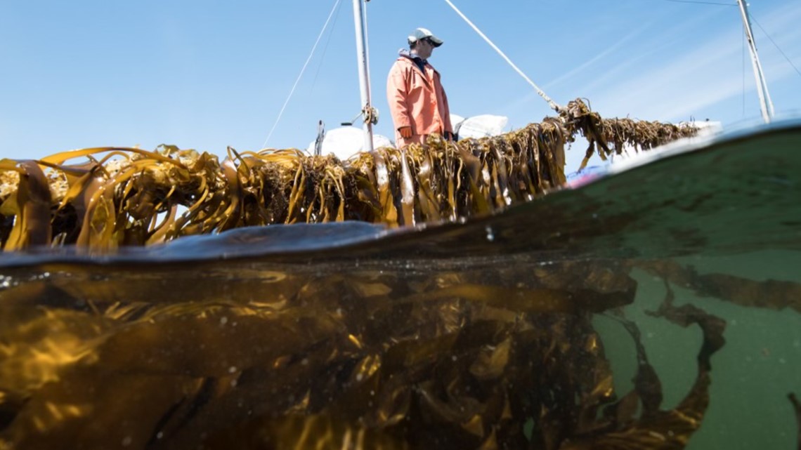 Climate research turns to kelp to trap carbon from atmosphere - NewsCenterMaine.com WCSH-WLBZ