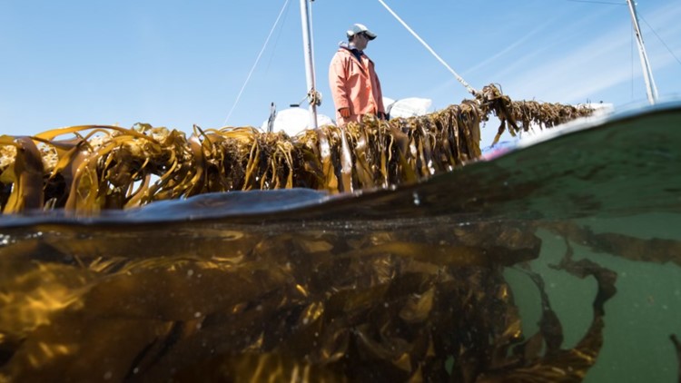 Kelp could play a crucial role in trapping carbon emissions from our atmosphere